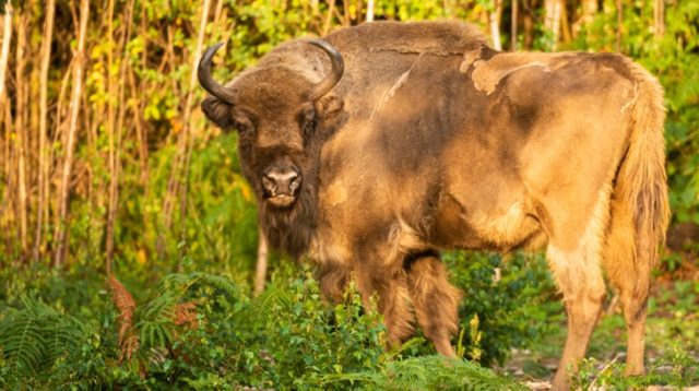 The Uncommon welcomes wild bison to UK with new charity partnership