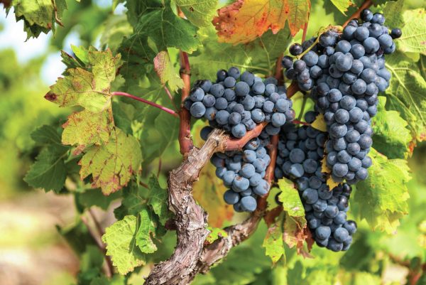 The medal-winners from the Pinot Noir Masters 2022