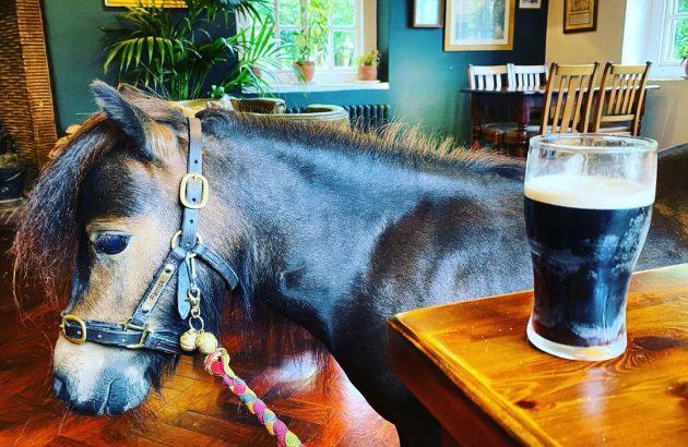 Beer-drinking pony-mayor barred from local pub