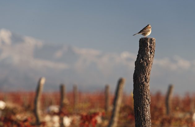 How Argentinian wine is securing a sustainable future