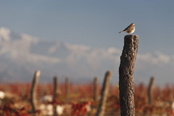How Argentinian wine is securing a sustainable future