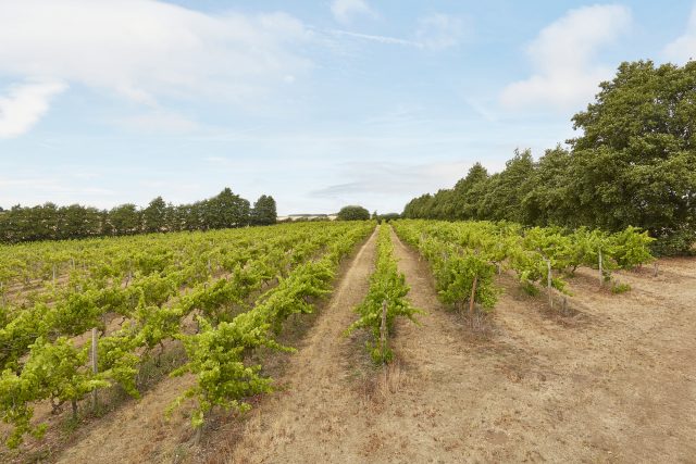 The vines at Chilford Hall, the Cambridge-based vineyard on the market