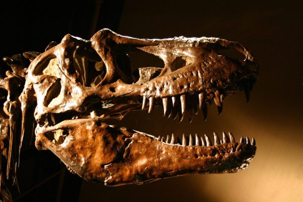 Chilean winery discovers ancient ‘dinosaur’ variety