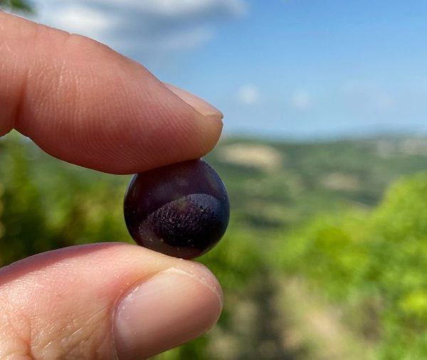 What to expect from Italy’s 2022 vintage – from Alto Adige to Sicily