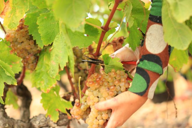 Roussillon hopeful of quality harvest despite grape size