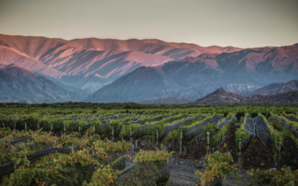 Pioneering producers diversify into other grapes in Argentina