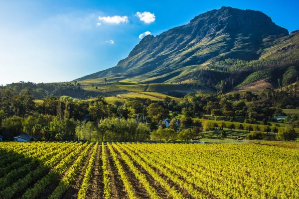 A ‘sommelier bootcamp’ is coming to Stellenbosch