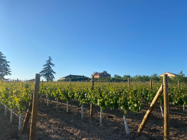 Spanish winery reports earliest harvest on record