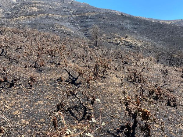 Wildfires destroy 90% of pre-phylloxera vines in Cretan village