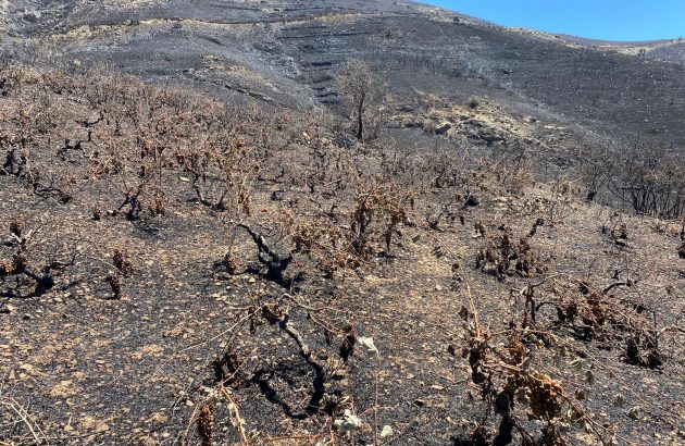 Wildfires destroy 90% of pre-phylloxera vines in Cretan village