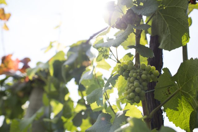 Hot to plot: English vines are loving the sunshine