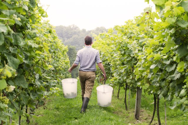 New English vineyard pops up n Suffolk