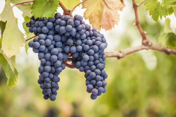Celebrating Pinot Noir: a global love affair