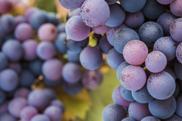 Ripening Pinot Noir grapes - English wine and climate change 