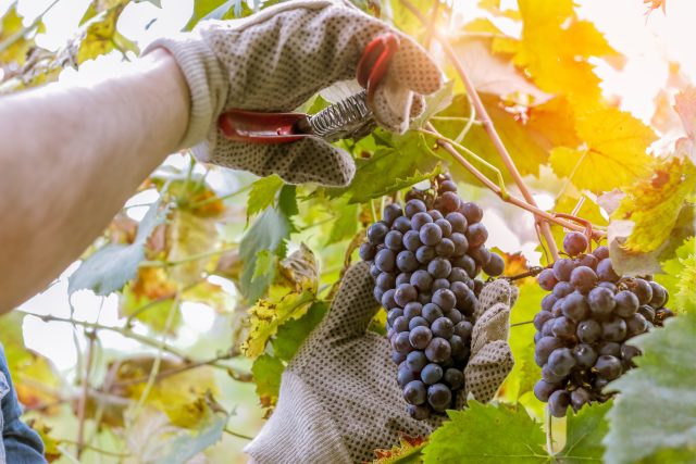 Picking wine grapes: French wine production 2022