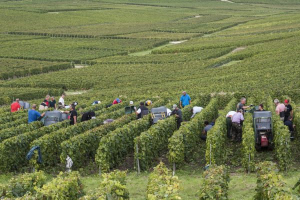 French wine production ‘around five-year average’, ministry reports