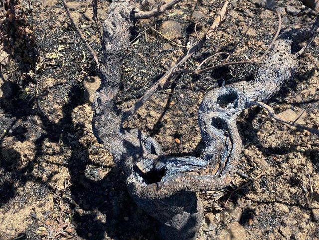 Wildfire destroys 90% of pre-phylloxera vines in Cretan village