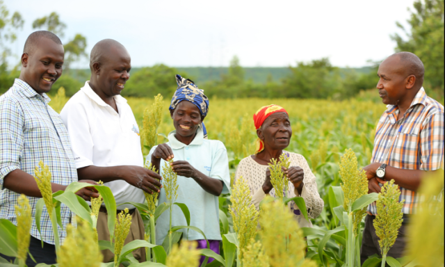 Diageo announces climate funding for farms in Africa