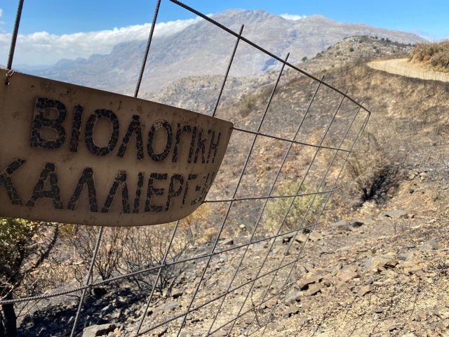 Wildfires destroy 90% of pre-phylloxera vines in Cretan village