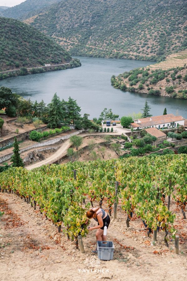 Old Douro Valley vines set to produce ‘very good’ Ports despite low yields