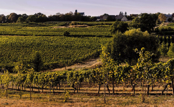 First dry German Riesling launches on La Place de Bordeaux