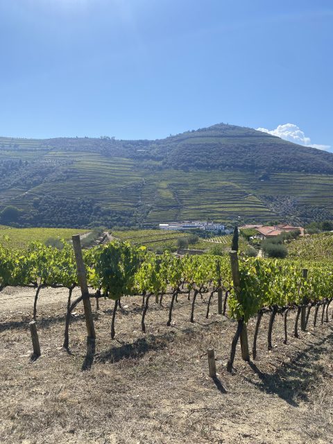 Climate change in the Douro: 'Organic is not the solution'