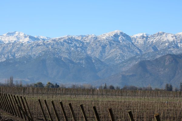 How viable are Portuguese grape varieties in Chile?