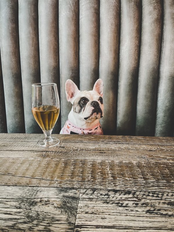 Canadian pubs serving craft beer for dogs