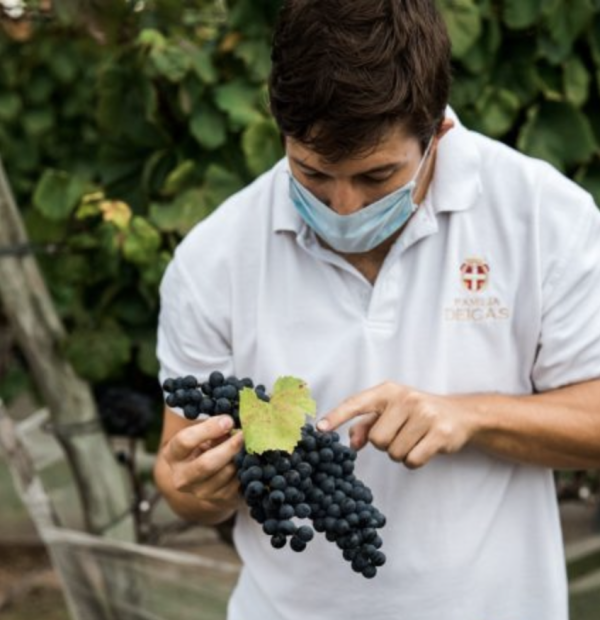 Vintage 2022 in Uruguay: A cool return to classic Uruguay