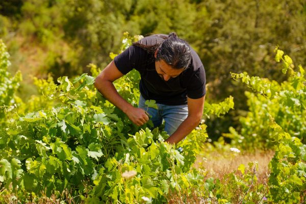 Chilean producers unite in splinter organisations for the south