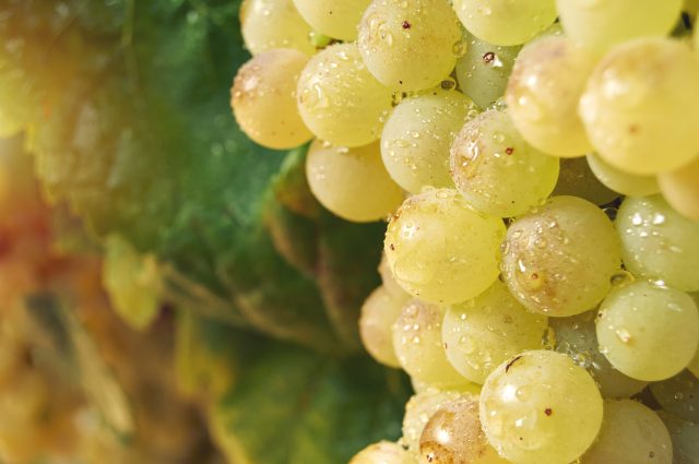'Never call it until the harvest happens': the English wine vintage hangs in the balance