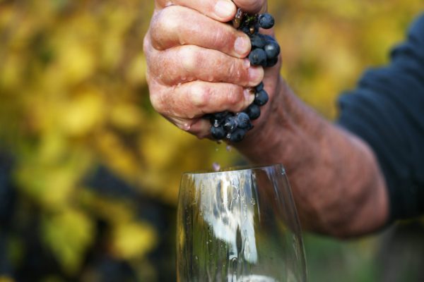 French wine production expected to bounce back