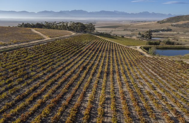 South Africa pushes premiumisation as value sales grow