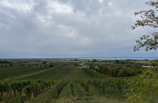 Austrian producers expect ‘very special’ 2022 vintage