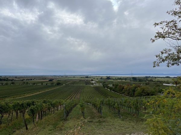 Austrian producers expect ‘very special’ 2022 vintage