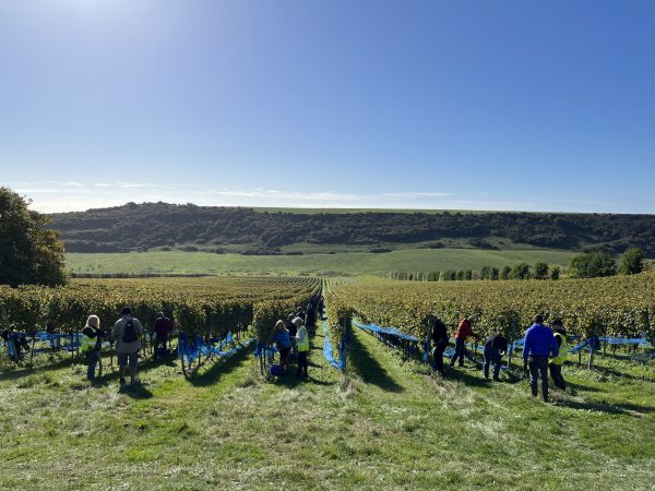 ‘Sussex will be synonymous with English sparkling wine’