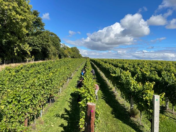Langham Wine Estate predicts harvest volume almost twice 2021