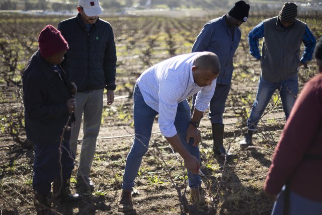 Old Vine Project launches education programme to 'keep vineyards in the ground'