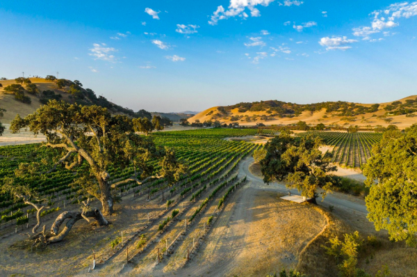 Forty hectare California vineyard on sale for US$9.9 million