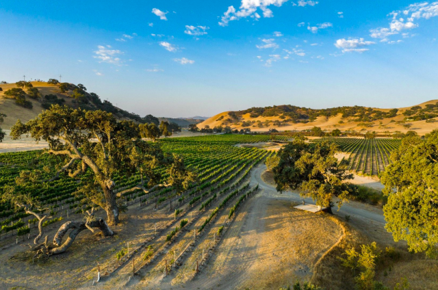 Fourty hectare California vineyard on sale for US$9.9 million