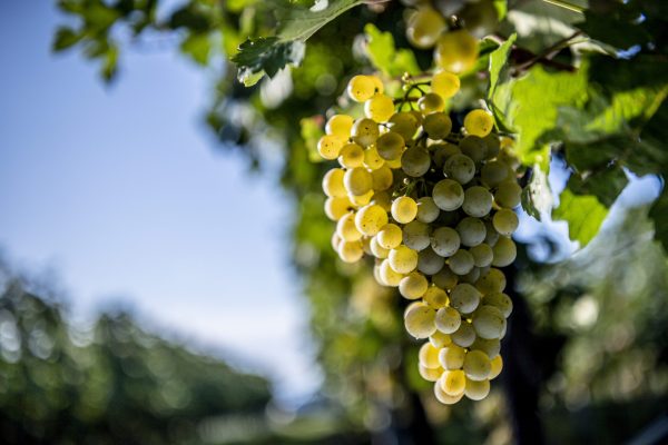 Austria’s Grüner Veltliner continues to shine