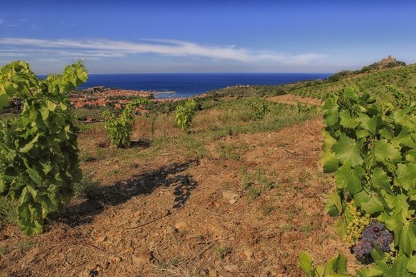 UK still a ‘very attractive market’ for Languedoc producers
