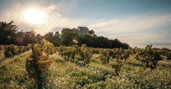 Top 10 wines from the AOP Languedoc