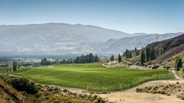 Skeggs Group to launch ‘super premium wine brand’