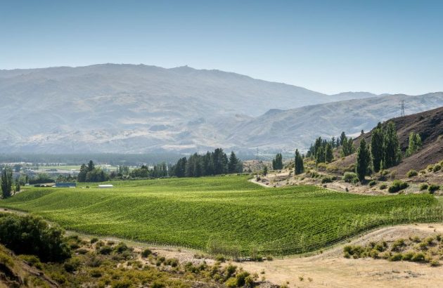 Skeggs Group to launch ‘super premium wine brand’