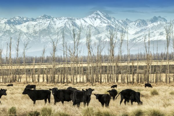 Good news for Argentina as inflation finally halts