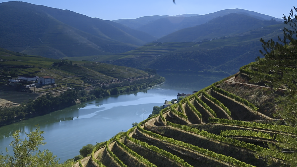 First UK ‘Master of Port’ crowned by IDVP