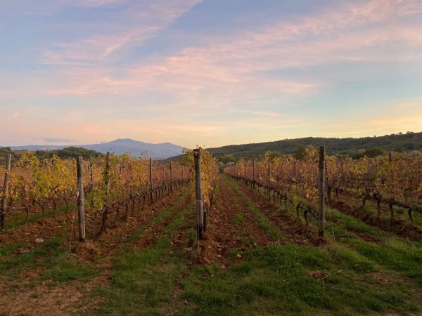 Brunello di Montalcino 2018: the power of lightness and agility