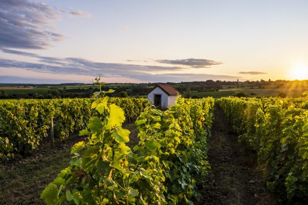 Centre-Loire vintage ‘maybe the best in 30 years’