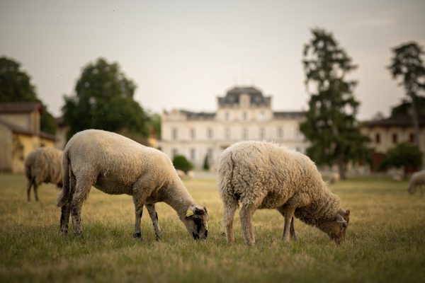 Producer profile: The flourishing ecosystem of Château Giscours
